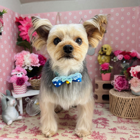 【本店】2025年5月16日のワンちゃん達♪