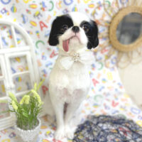 【池下店】2025年5月2日のワンちゃん達♪