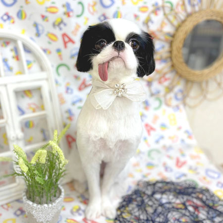 【池下店】2025年5月2日のワンちゃん達♪