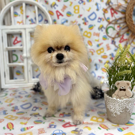 【池下店】2025年5月8日のワンちゃん達♪