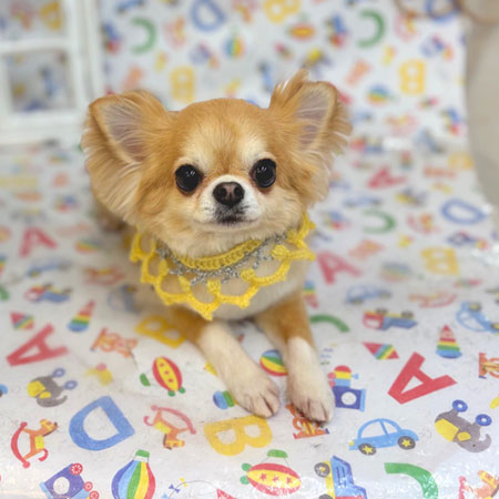 【池下店】2025年5月12日のワンちゃん達♪