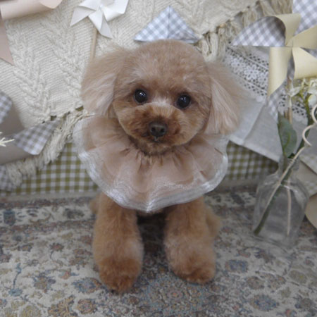 【山手店】2025年5月1日のワンちゃん達♪