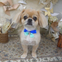 【山手店】2025年5月2日のワンちゃん達♪