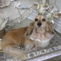 【山手店】2025年5月8日のワンちゃん達♪