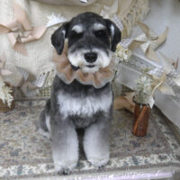 【山手店】2025年5月10日のワンちゃん達♪