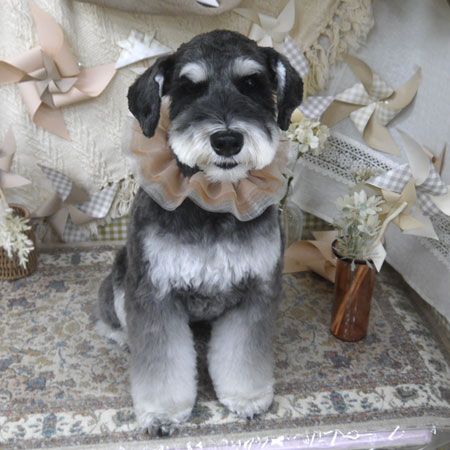 【山手店】2025年5月10日のワンちゃん達♪