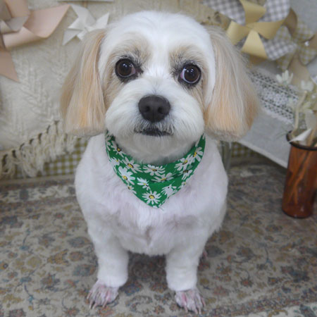 【山手店】2025年5月11日のワンちゃん達♪