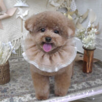 【山手店】2025年5月12日のワンちゃん達♪