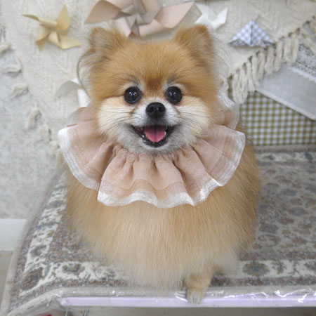 【山手店】2025年5月15日のワンちゃん達♪