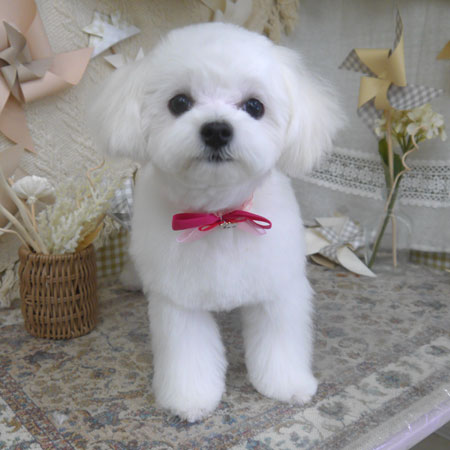 【山手店】2025年5月17日のワンちゃん達♪