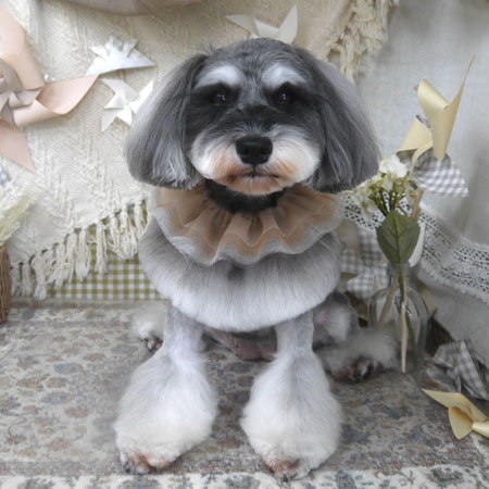 【山手店】2025年5月22日のワンちゃん達♪