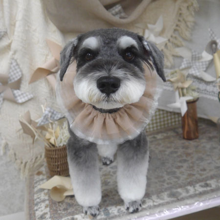 【山手店】2025年5月23日のワンちゃん達♪