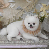 【山手店】2025年5月25日のワンちゃん達♪