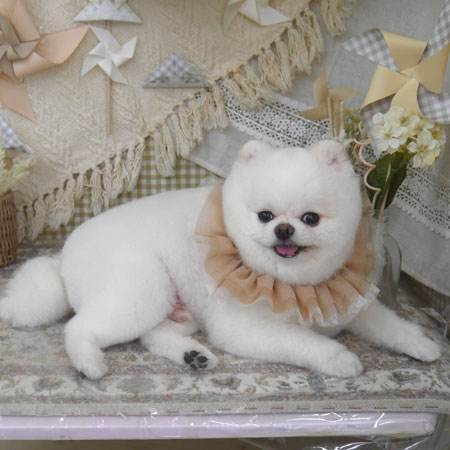 【山手店】2025年5月25日のワンちゃん達♪