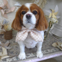 【山手店】2025年5月26日のワンちゃん達♪