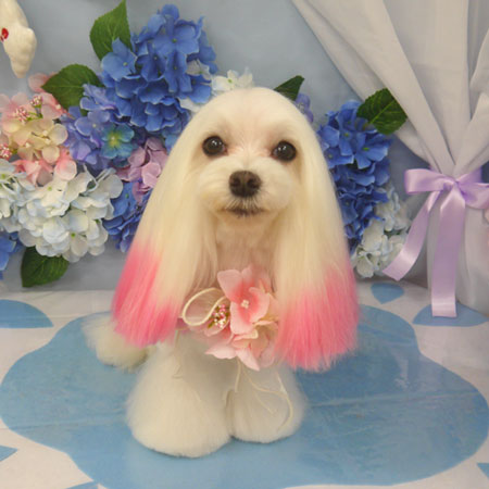 【山手店】2025年5月29日のワンちゃん達♪