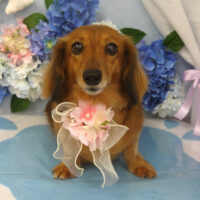 【山手店】2025年5月30日のワンちゃん達♪