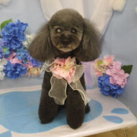 【山手店】2025年5月31日のワンちゃん達♪