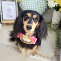 【本店】2025年6月9日のワンちゃん達♪