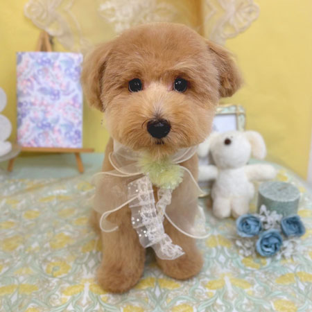 【池下店】2025年6月6日のワンちゃん達♪