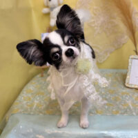 【池下店】2025年6月16日のワンちゃん達♪