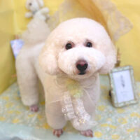 【池下店】2025年6月22日のワンちゃん達♪