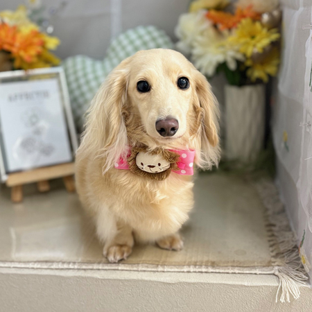 【本店】2025年6月1日のワンちゃん達♪