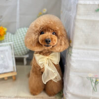 【本店】2025年6月6日のワンちゃん達♪