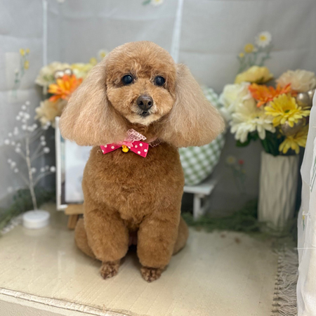 【本店】2025年6月2日のワンちゃん達♪