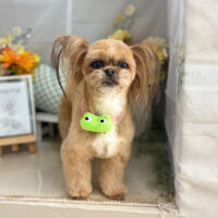 【本店】2025年6月12日のワンちゃん達♪