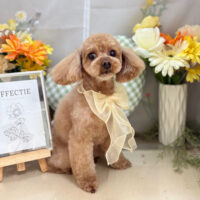 【本店】2025年6月14日のワンちゃん達♪