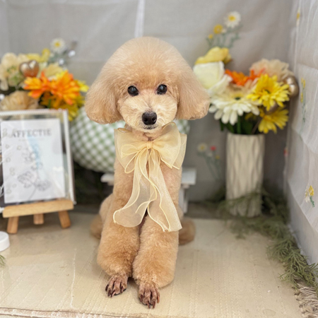 【本店】2025年6月20日のワンちゃん達♪