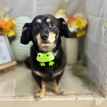 【本店】2025年6月23日のワンちゃん達♪