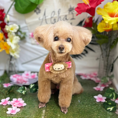 【本店】2025年6月26日のワンちゃん達♪