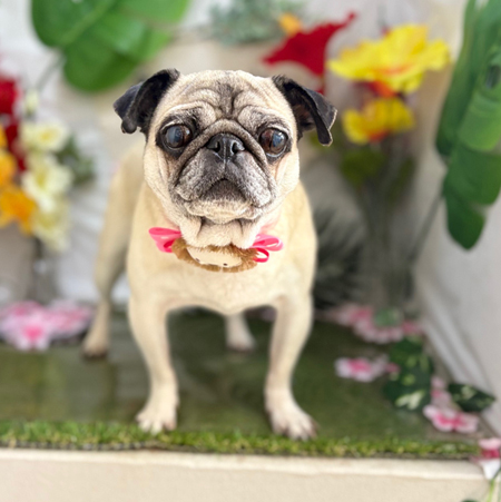 【本店】2025年6月28日のワンちゃん達♪