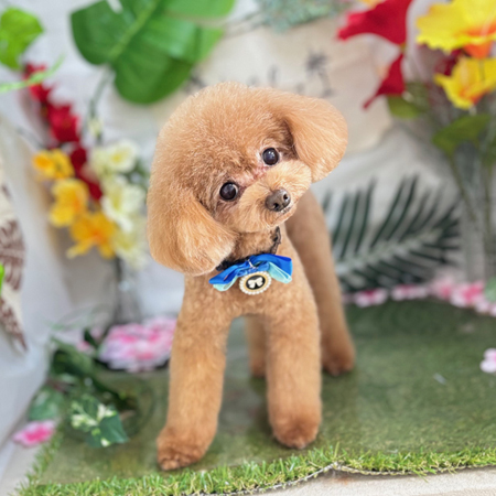 【本店】2025年6月27日のワンちゃん達♪