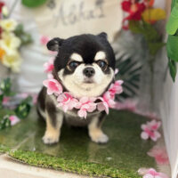 【本店】2025年6月29日のワンちゃん達♪