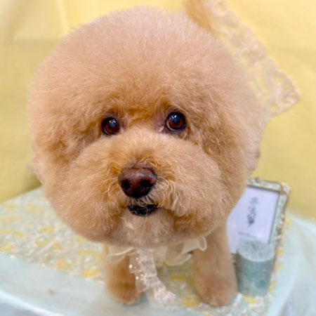 【池下店】2025年6月19日のワンちゃん達♪