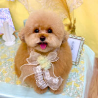 【池下店】2025年6月26日のワンちゃん達♪