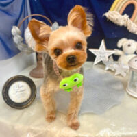 【池下店】2025年6月28日のワンちゃん達♪