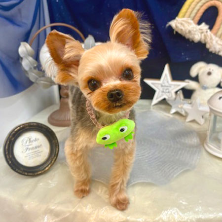 【池下店】2025年6月28日のワンちゃん達♪