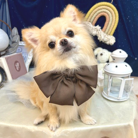 【池下店】2025年6月30日のワンちゃん達♪