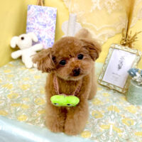 【池下店】2025年6月7日のワンちゃん達♪