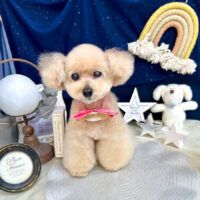 【池下店】2025年6月27日のワンちゃん達♪