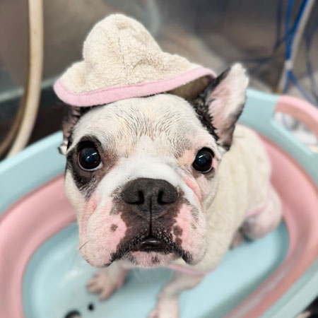 【池下店】2025年6月2日のワンちゃん達♪