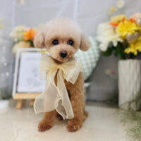 【本店】2025年6月5日のワンちゃん達♪