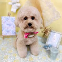 【池下店】2025年6月13日のワンちゃん達♪