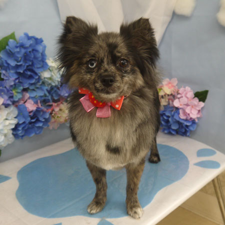 【山手店】2025年6月1日のワンちゃん達♪