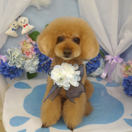 【山手店】2025年6月6日のワンちゃん達♪