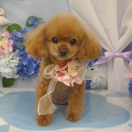 【山手店】2025年6月14日のワンちゃん達♪